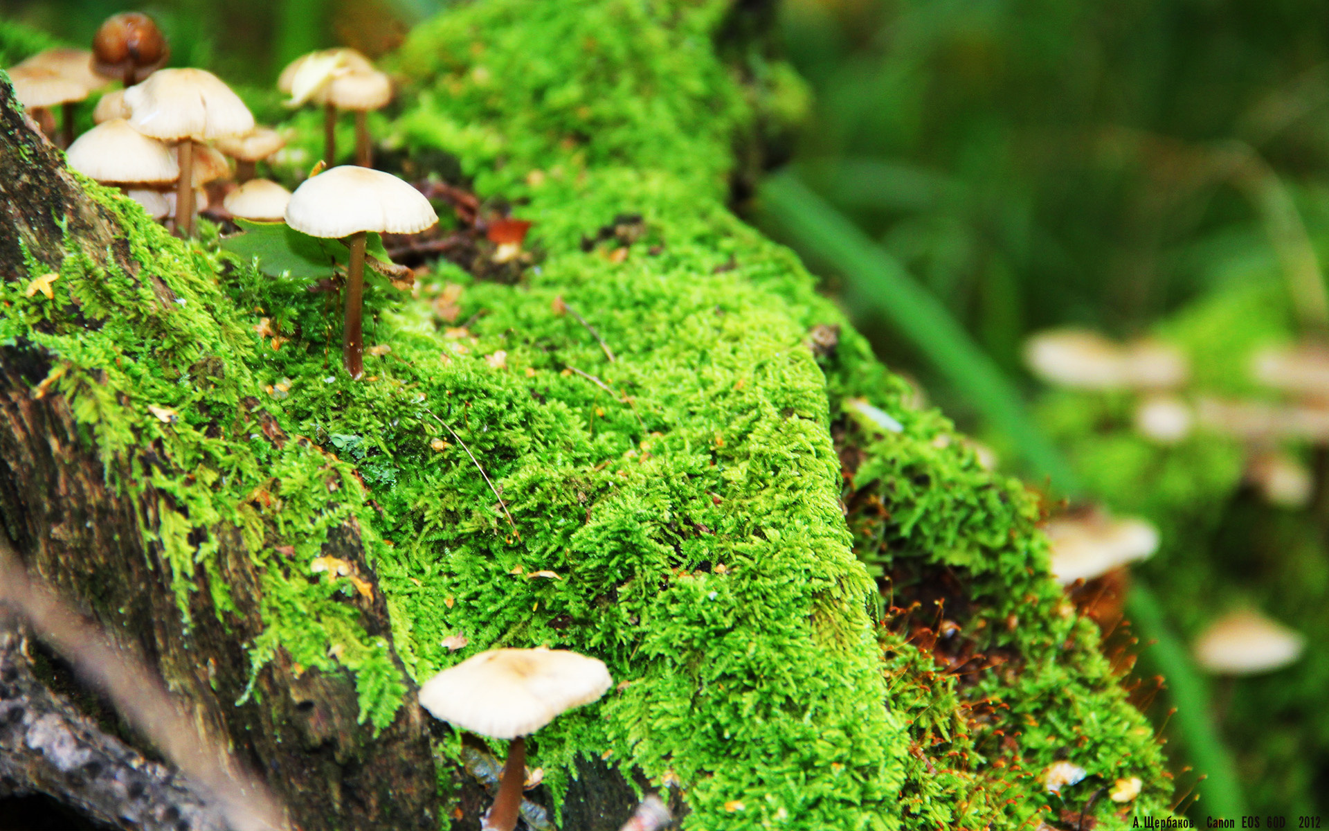 体育新闻中心主办体育短视频版权与收益机制论坛,体育短视频定义