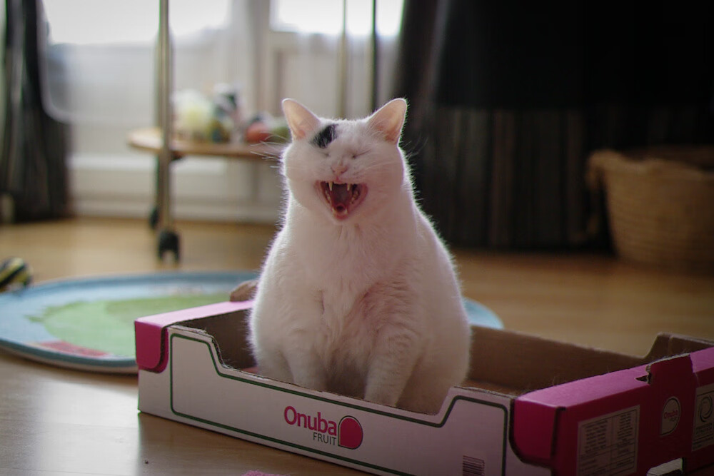 外教更换频繁对球队影响几何,换外教的话术