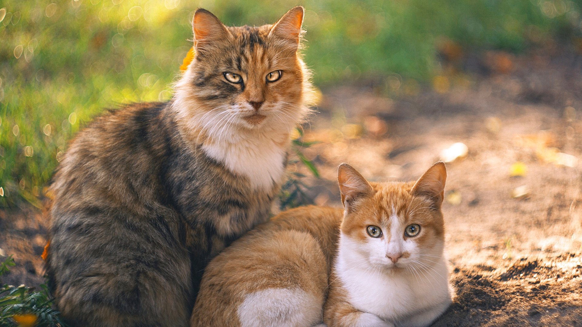 德国队在2024年乒乓世界杯上的精彩表现与成就，2020年德国乒乓球公开赛男单决赛