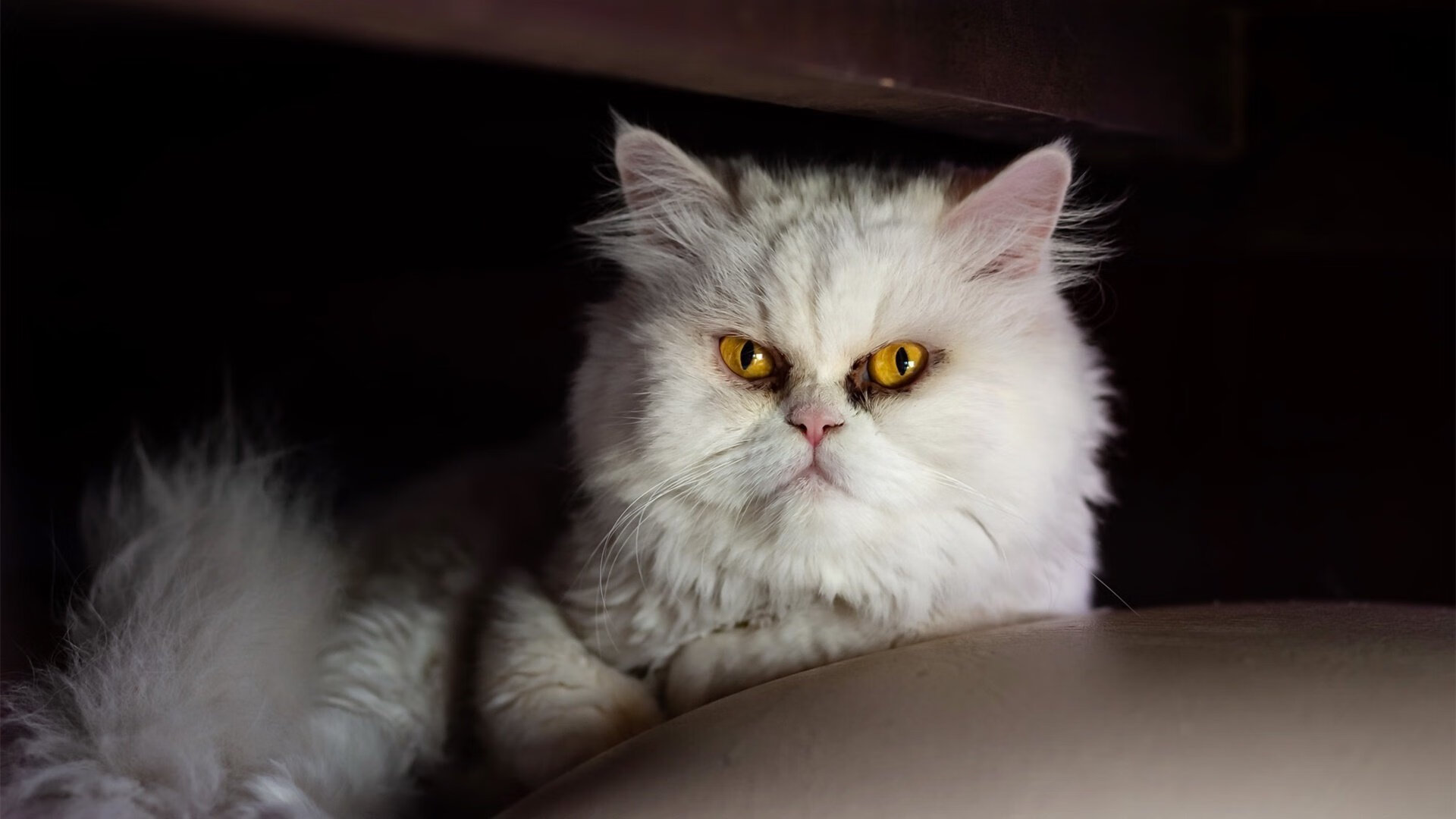 快节奏是否更容易诱发对手情绪波动,快节奏好处