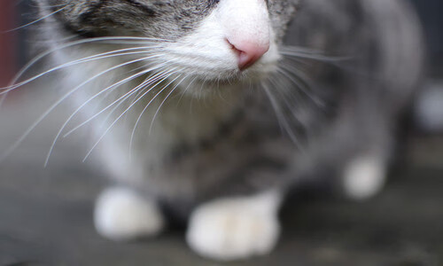 新加坡队赛制分析:如何借助赛制优势提升技术发挥,新加坡联赛