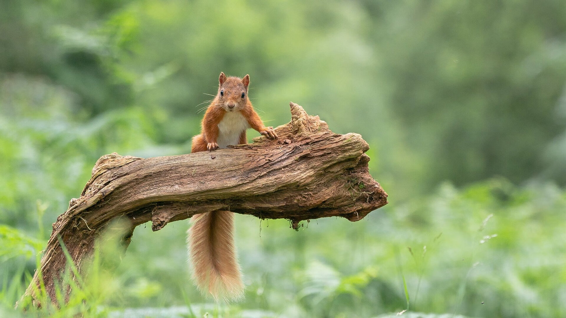 吉尔吉斯斯坦仰泳选手状态回暖,k歌删了对方能看到吗