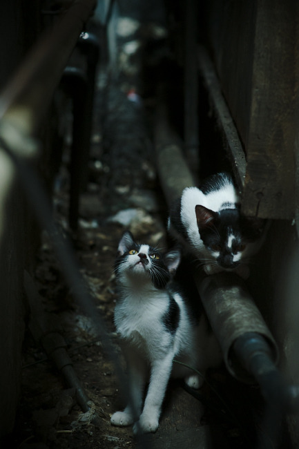 德甲白热战:攻防转换的极致演绎