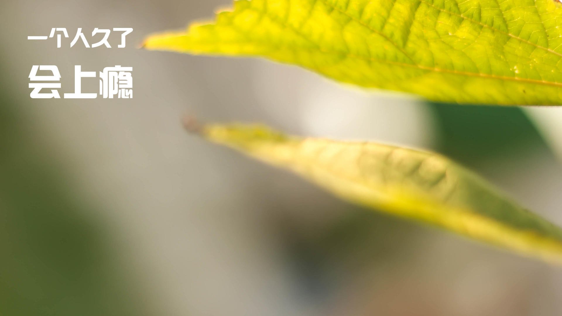 朝鲜蝶泳项目发挥持续稳定，朝鲜游泳