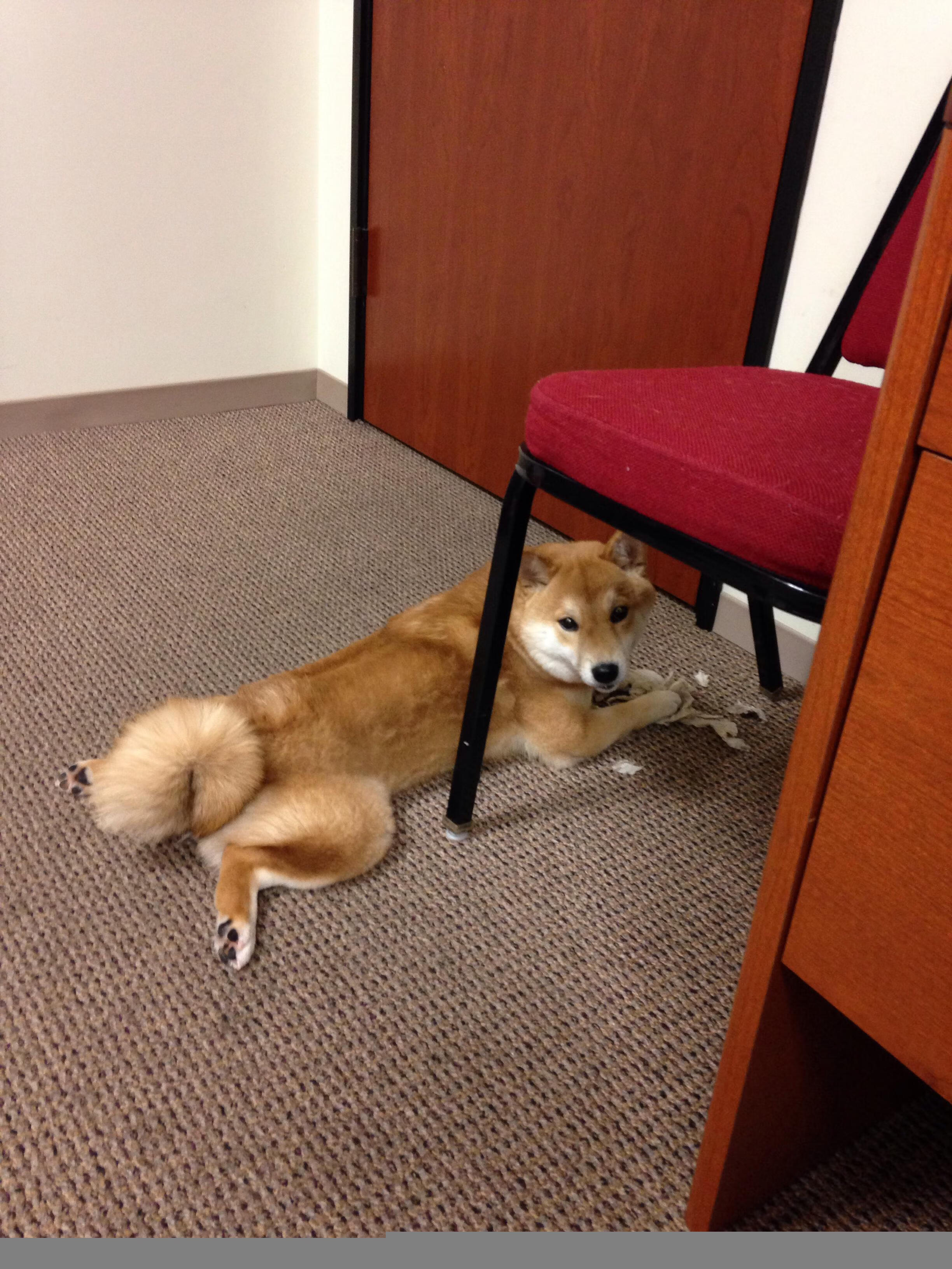 自由泳中段希腊节奏灵活,自由泳spl