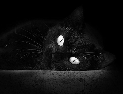 陈艺文跳水路线完美执行,跳水运动员陈艺文是哪里人